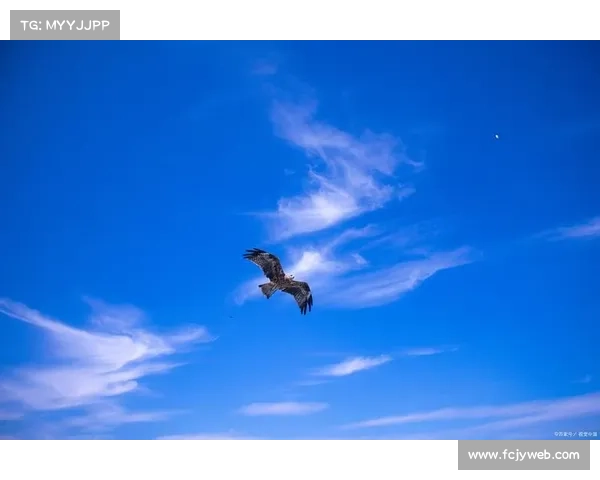 自由之翼,翱翔无垠 自由之翼,翱翔无垠